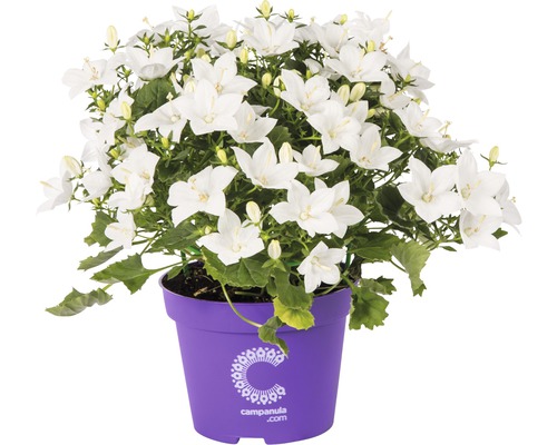 Zvonek stejnolistý FloraSelf Campanula isophylla 'Atlanta' 15-17 cm v květináči Ø 11 cm bílý