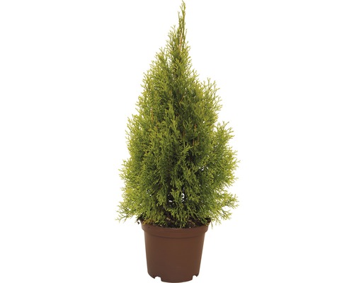 Túje, zerav západní FloraSelf Thuja occidentalis 'Golden Smaragd' výška 40-60 cm květináč 3 l mini vánoční stromek vhodný k výsadbě