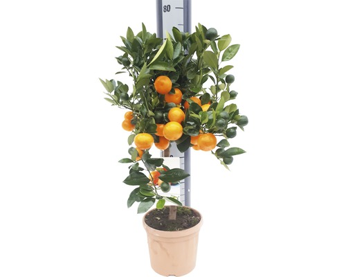 Citrus kalamondin FloraSelf Citrus calamondin 60-70 cm květináč Ø 19 cm