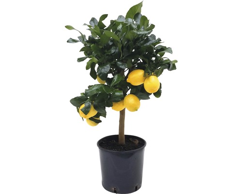 Citroník FloraSelf Citrus kultivar 'Limon' 65 cm květináč Ø 21 cm