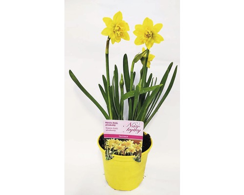 Narcis plnokvětý květináč Ø 12 cm