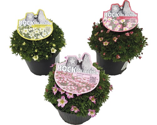 Lomikámen arendsův ROCKCollection FloraSelf Saxifraga x arendsii 'Twins' 5-15 cm květináč Ø 13 cm 1 ks, různé barvy