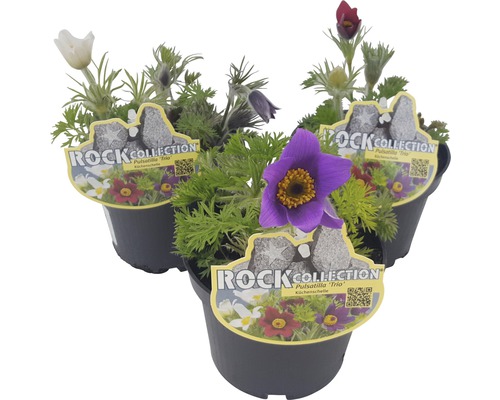 Koniklec ROCKCollection FloraSelf Pulsatilla vulgaris 10-20 cm květináč Ø 13 cm 1 ks, různé barvy