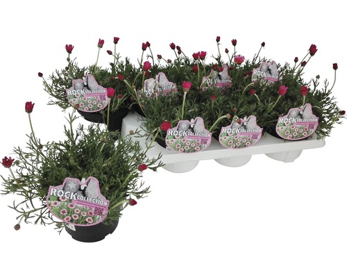 Sedmikráska marocká Rhodanthemum hosmariense květináč Ø 13 cm 1 ks, různé barvy Sedmikrásky Rock Collection v květináčích
