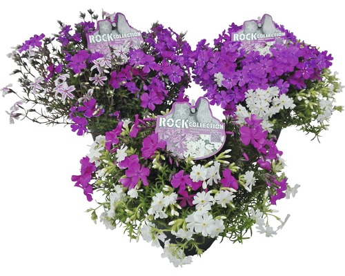 Plaménka šídlovitá Phlox subulata 'Twins' výška 5-15 cm květináč Ø 13 cm