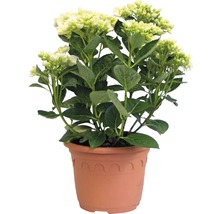Hortenzie Hydrangea macrophylla 'Hovaria ® Holibel' (S) výška 30-40 cm květináč 4,6 l