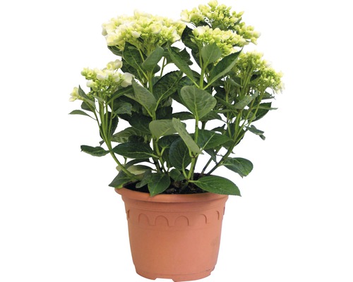 Hortenzie Hydrangea macrophylla 'Hovaria ® Holibel' (S) výška 30-40 cm květináč 4,6 l