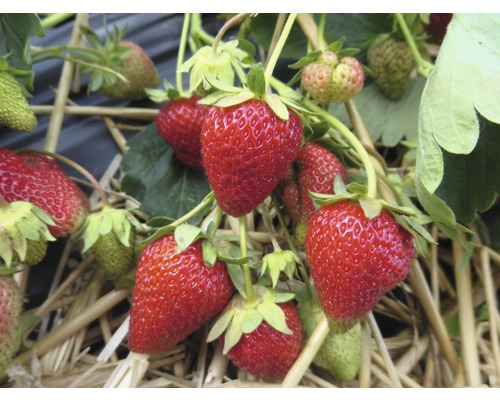 Detailní záběr zralých a nezralých jahod na slámě