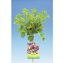 Angrešt kmenný s rostlinnou etiketou