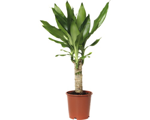 Dračinec FloraSelf Dracaena fragrans 'Steudneri Green' 40-50 cm květináč Ø 11 cm