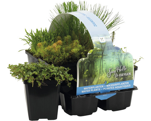 Vodní rostliny set 6 ks FloraSelf Oxygen Plant Six Pack pro bahenní zónu květináč Ø 9 cm