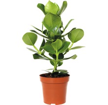 Momordica balsamina FloraSelf Clusia rosea 'Princess' 25-35 cm květináč Ø 12 cm-thumb-0 Momordica balsamina FloraSelf Clusia rosea 'Princess' 25-35 cm květináč Ø 12 cm-thumb-0