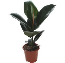 Gumovník mix FloraSelf Ficus elastica výška cca 30 cm květináč Ø 14 cm 1 ks, různé druhy