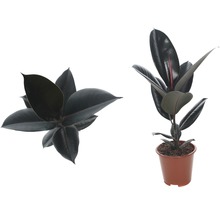 Gumovník mix FloraSelf Ficus elastica výška cca 30 cm květináč Ø 14 cm 1 ks, různé druhy