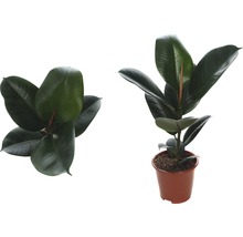 Gumovník mix FloraSelf Ficus elastica výška cca 30 cm květináč Ø 14 cm 1 ks, různé druhy