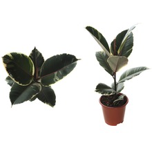 Gumovník mix FloraSelf Ficus elastica výška cca 30 cm květináč Ø 14 cm 1 ks, různé druhy