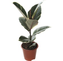 Gumovník mix FloraSelf Ficus elastica výška cca 30 cm květináč Ø 14 cm 1 ks, různé druhy