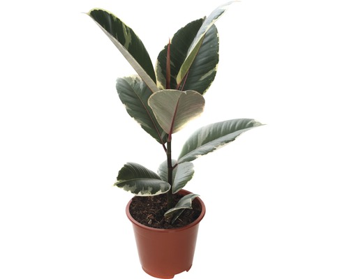 Gumovník mix FloraSelf Ficus elastica výška cca 30 cm květináč Ø 14 cm 1 ks, různé druhy