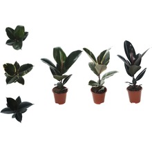 Gumovník mix FloraSelf Ficus elastica výška cca 30 cm květináč Ø 14 cm 1 ks, různé druhy