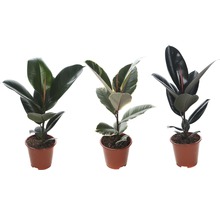 Gumovník mix FloraSelf Ficus elastica výška cca 30 cm květináč Ø 14 cm 1 ks, různé druhy