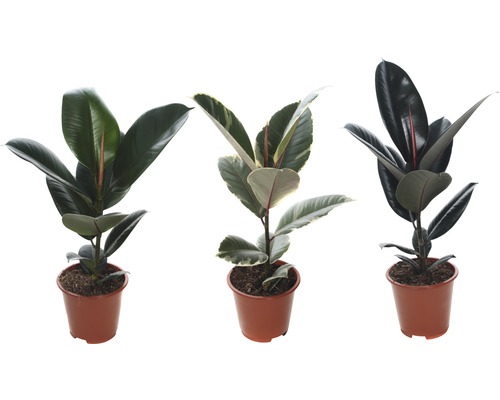 Tři rostliny Ficus Elastica v květináčích