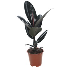 Gumovník mix FloraSelf Ficus elastica výška cca 30 cm květináč Ø 14 cm 1 ks, různé druhy