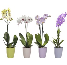 Různé orchideje v barevných ozdobných květináčích
