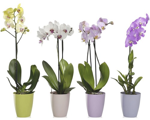 Různé orchideje v barevných ozdobných květináčích
