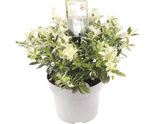 Brslen v květináči se zeleno-bílými skvrnitými listy.