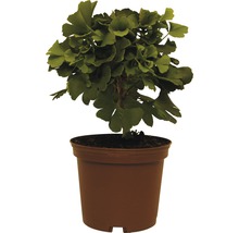 Ginkgo strom v kvetináči do zahrady