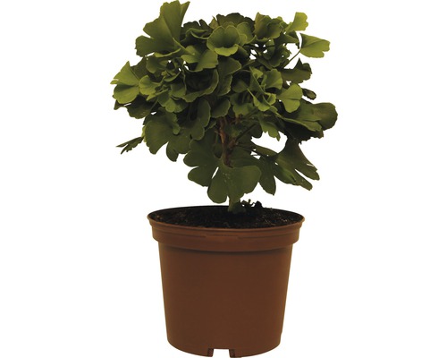 Jinan dvoulaločný FloraSelf Ginkgo biloba 'Mariken' výška 20-25 cm květináč 3,5 l Ginkgo strom v kvetináči do zahrady