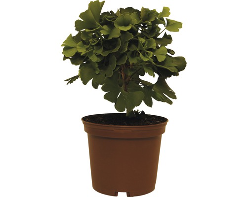 Jinan dvoulaločný FloraSelf Ginkgo biloba 'Mariken' výška 20-25 cm květináč 3,5 l