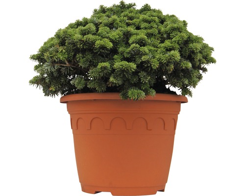 Korejská jedle v květináči