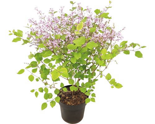Šeřík zakrslý FloraSelf Syringa kultivar 'Bloomerang Dark Purple' 40-50 cm květináč 3 l