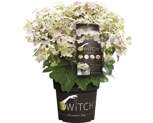 Hortenzie latnatá FloraSelf Hydranga paniculata 'Switch Ophelia' výška 30-50 cm květináč 3 l