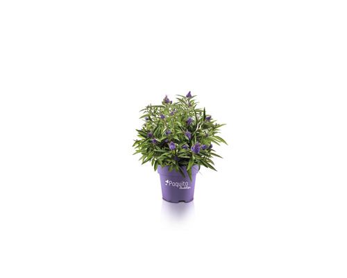 Komule Davidova, letní šeřík FloraSelf Buddleja davidii POQUITO® Holly výška cca 40 cm květináč 4,5 l