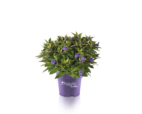 Komule Davidova, letní šeřík fialový FloraSelf Buddleja davidii POQUITO® výška cca 40 cm květináč 4,5 l