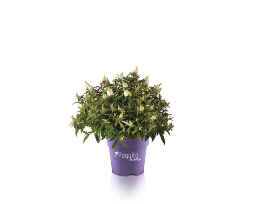 Motýlí keř, komule Davidova bílá FloraSelf Buddleja davidii POQUITO® White výška cca 40 cm květináč 4,5 l