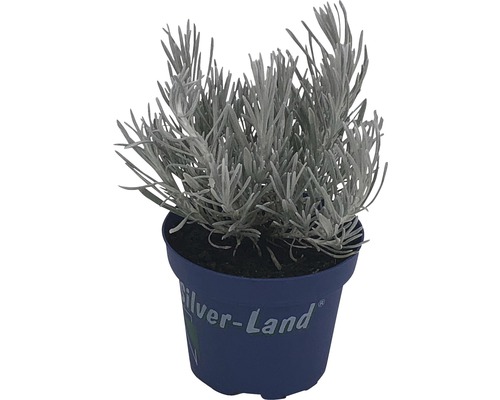 Popelivka stříbrná v květináči