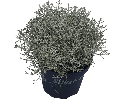 Starček stříbrný rostlina v květináči