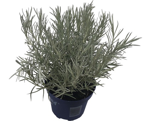 Květináč s kari rostlinou