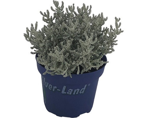 Starček stříbrný v modrém květináči