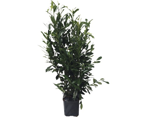 Bobkový keř v květináči