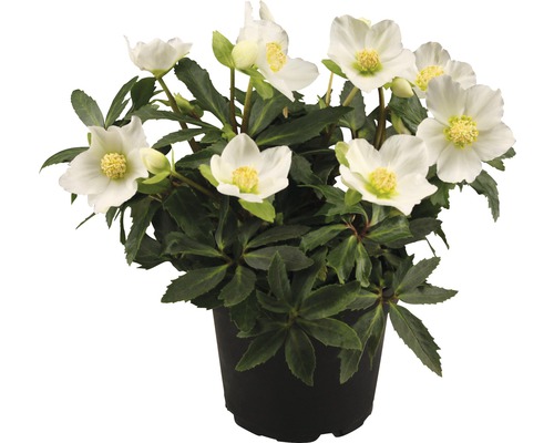 Čemeřice černá FloraSelf Helleborus niger 'Little Darling' květináč Ø 13 cm Čemeřice v květináči s bílými květy