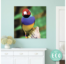 Dekorativní plátno s motivem Gouldian Finch pro dekoraci stěn