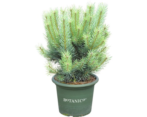 Borovice lesní Botanico Pinus sylvestris 'Watereri' výška 50-60 cm květináč 10 l