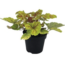 Heuchera v květináči