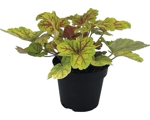 Heuchera v květináči