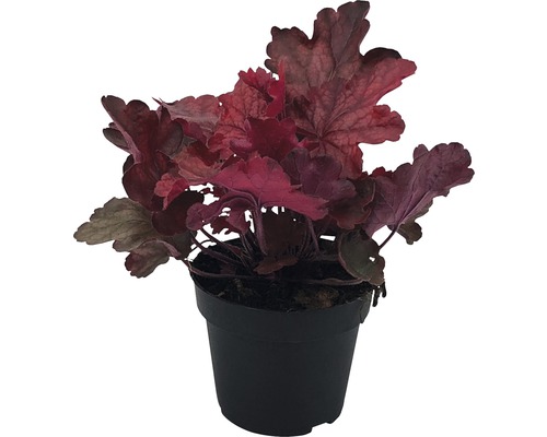 Heuchera rostlina v černém květináči