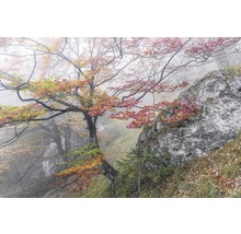 Fototapeta vliesová SH031-VD3 Euphoria 3-dílná 300x200 cm